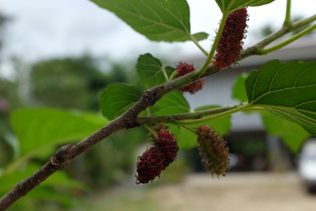 דירות Phrao Rai Boonsom מראה חיצוני תמונה